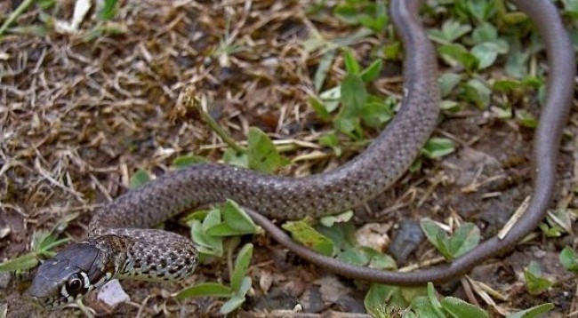 gjarperi-650x358