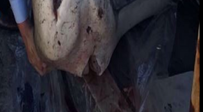 auto_Screenshot_31496251871-650x358