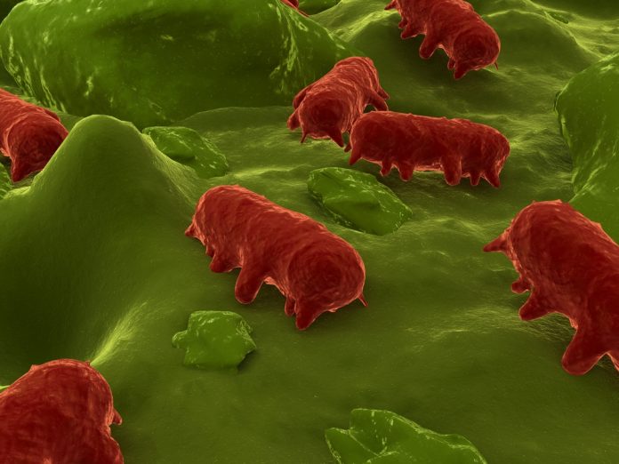SALMONELLA