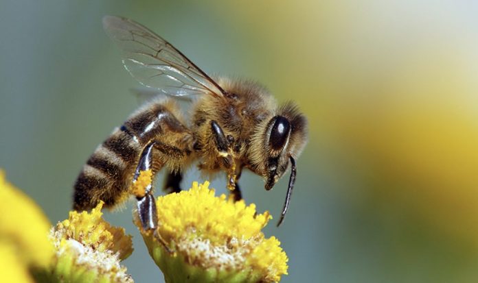 BEE-CHANGE-39v33r5evrrdc7rliyaqrk