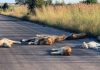 Luanët pushojnë në rrugë pas bllokimit të Afrikës së Jugut nga coronavirusi