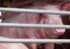 Edhe një lajm i keq nga Kina, shfaqet një virus i ri dhe i rrezikshëm